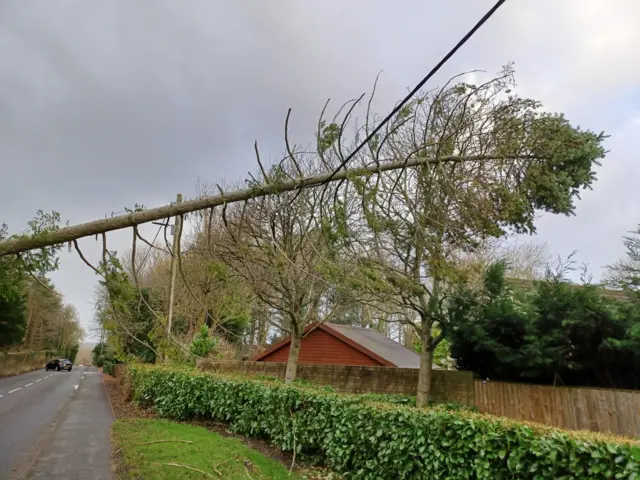 A large tree which has been blown down and has partially fallen but it resting at an angle after being caught on a power line