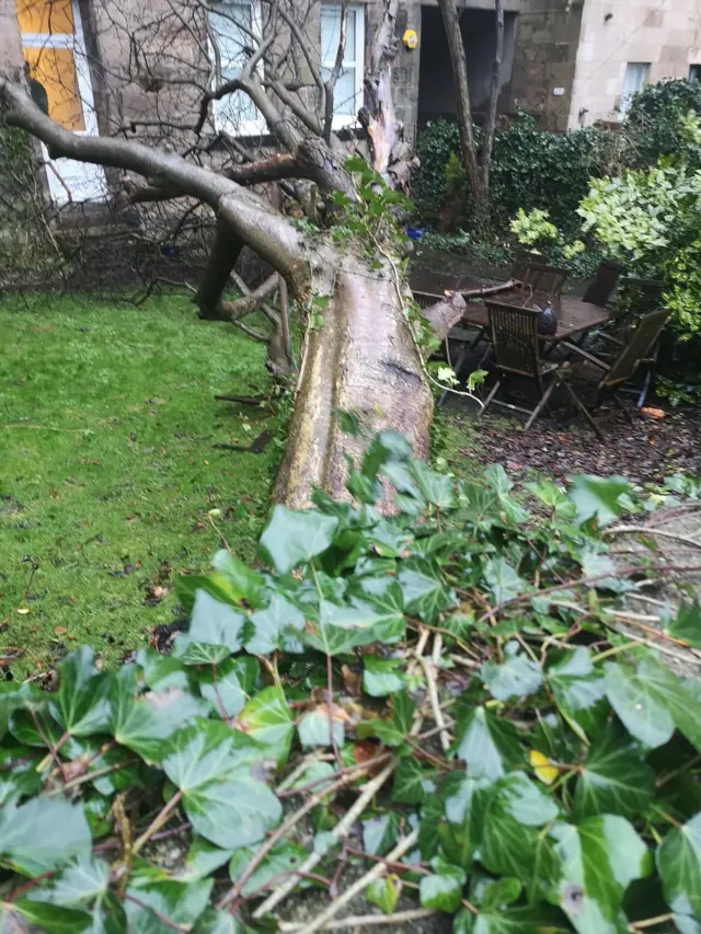 Tree lying horizontal on lawn, next to tenement building