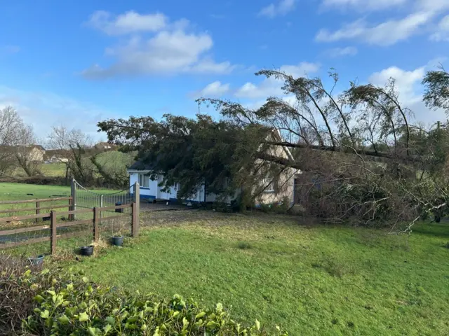 A large tree on top of a small white house with a brown roof. The house is surrounded by a large green garden.