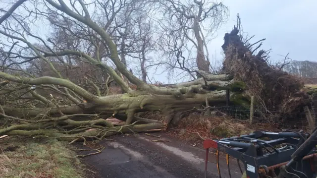 A large tree with its roots fully out of the ground lines across a road with some of its branches smashed