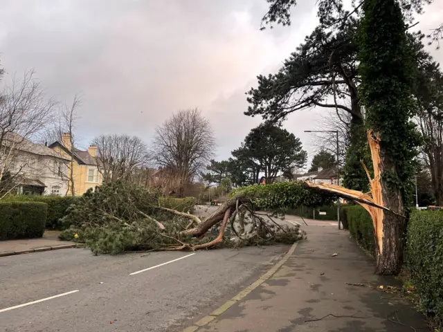 A large tree fallen across the road that has almost peeled down its trunk