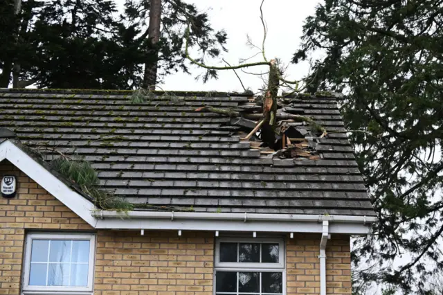 A tree sticking through the roof of a house, causing a big hole