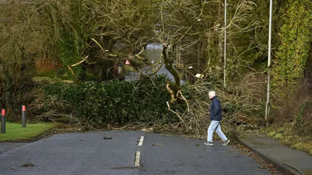 A man in a navy coat and blue jeans walks alongside a fallen green tree which lies in the middle of the road. There is a footpath running along the right of the frame.