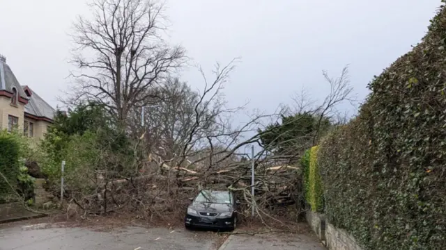 A fallen tree in The Grange in Edinburgh