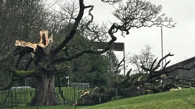 A tree is ripped out. Some branches and parts of its trunk are fallen on the ground.