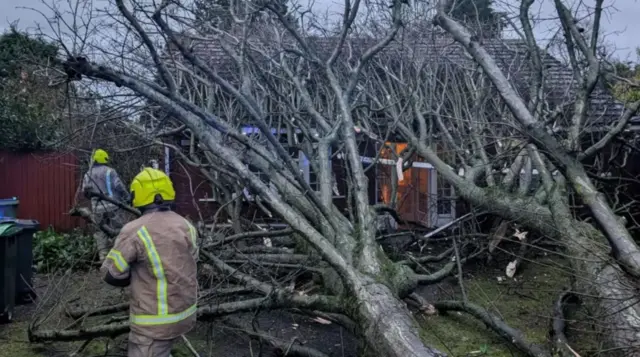 A fallen tree with firefighters looking at it