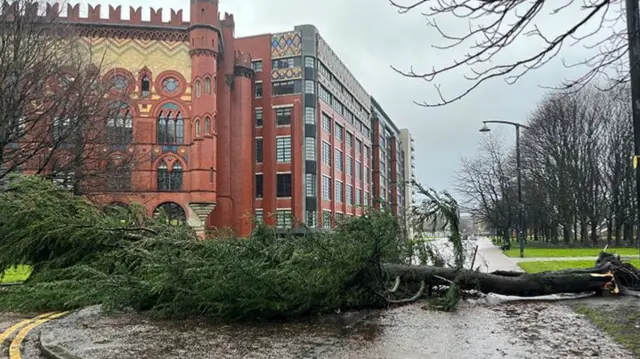 Tree down at Glasgow Green