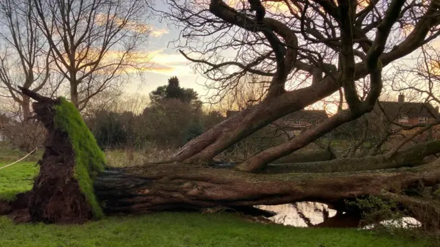 A tree is uprooted by strong winds during Storm Darragh in December 2024.