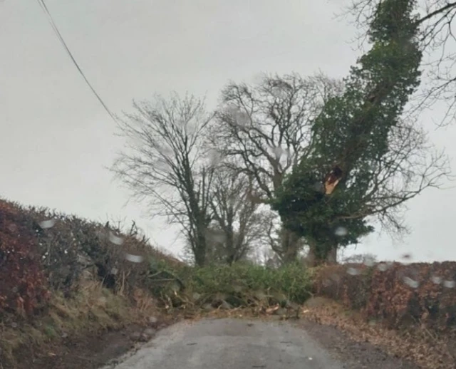 A minor road in Dumfries and Galloway completely blocked by a fallen tree