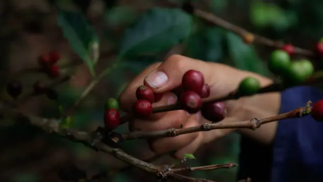 A hand holds coffee beans