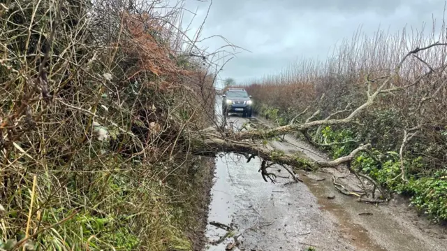 A tree blocking a road with a car in the back on the A381 Thurlestone