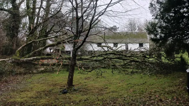 A fallen tree with a house in the background in a field in Cornwall.