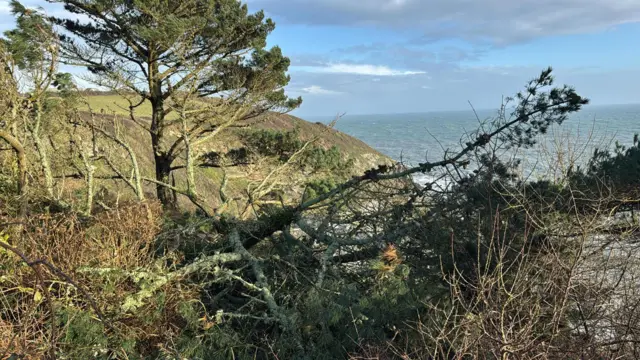 A fallen tree in a coastal scene