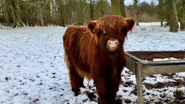 A highland cow in Inverness, Scotland standing in a snowy field next to an wood and metal watering hole