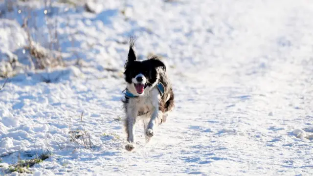 A dog runs through snow in the Pentland Hills, Balerno, Edinburgh