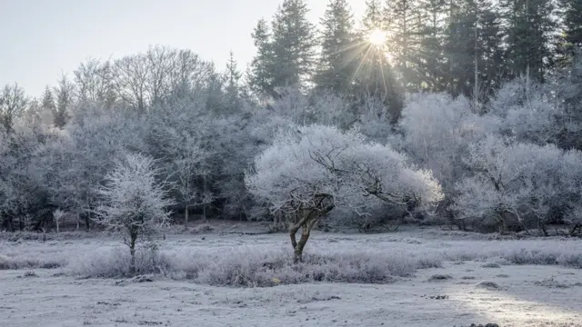 Field and trees covered in frost and snow as temperatures drop in Lyndhurst, Hampshire