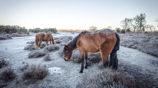 Horses in Lyndhurst, Hampshire munch on snow covered grass in a field. Some leafless trees are visible to the right of the frame, what appears to be a sun-kissed village is visible in the far distance at the centre of the shot