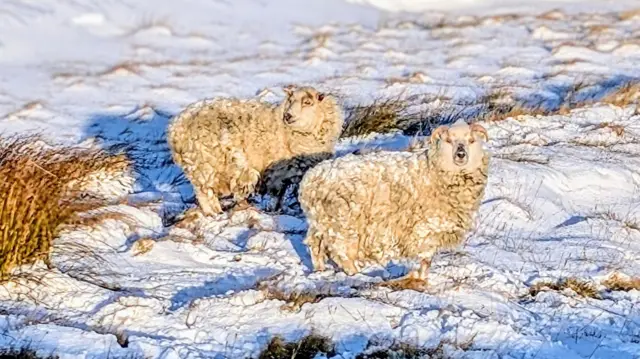 Two white woollen sheep in a snowy field the Shetland Islands illuminated by the late morning sun