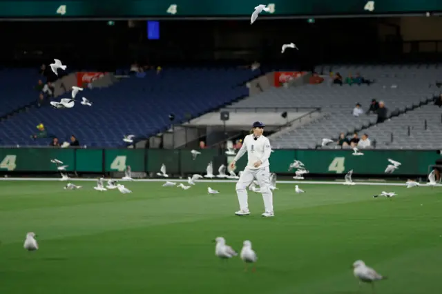 Birds on the outfield at the MCG