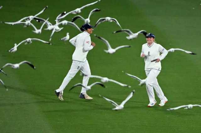 Gulls