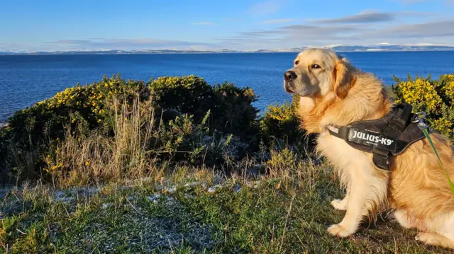 A golden retriever poses in the sunshine on a cliffside walk in Portmahomack. The sea is in the background