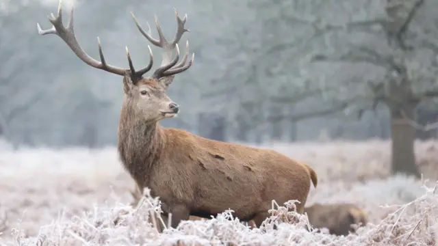 A stag can be seen standing in frosty folliage