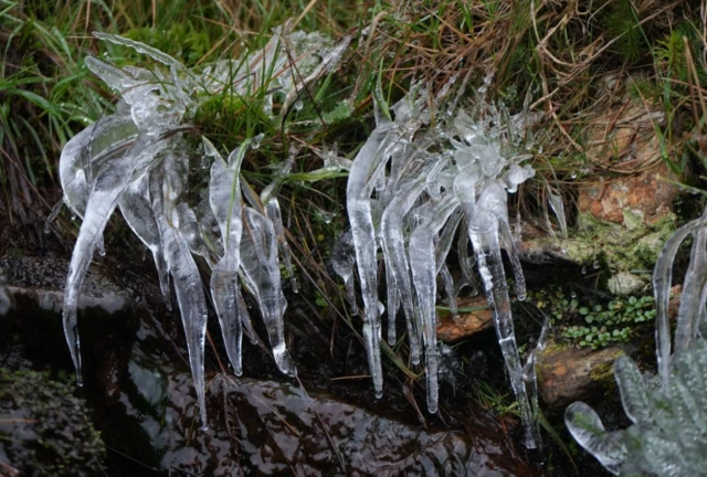 Icicles hang off grass at the Wicklow Gap mountain pass in Ireland