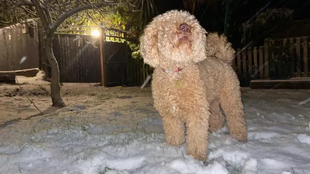 A dog in Winterslow Wiltshire