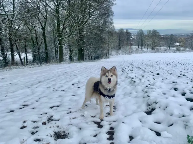 A dog standing in a snow covered field