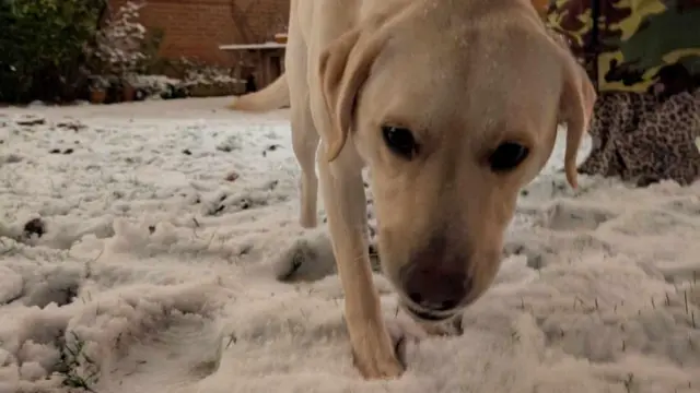 A golden Labrador eats snow from a snow-covered lawn