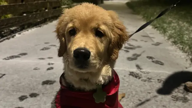 A golden retriever wearing a red dog coat