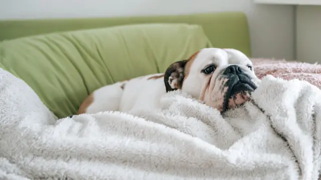 Bulldog chilling on green couch surrounded by white furry throw