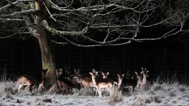 A number of deer stand below a tree with frost on the ground