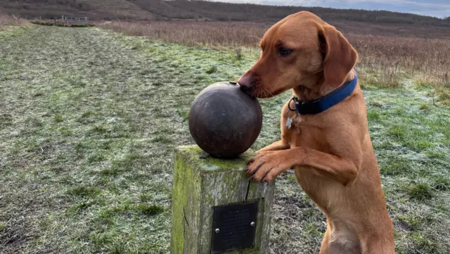 Blean (a small brown dog) poses for a photo in Kent