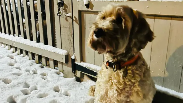 A Cockapoo next to snow, dotted with paw prints