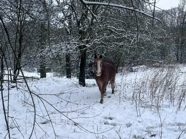 Horse in snow