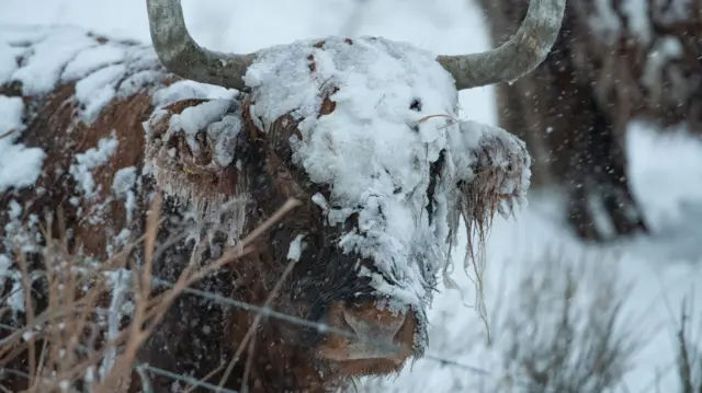 A bull stands in a field with snow on his head and horns.