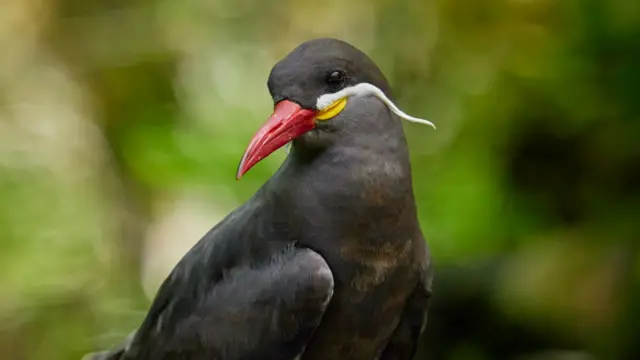 A bird with dark feathers, a red beak and a white moustache