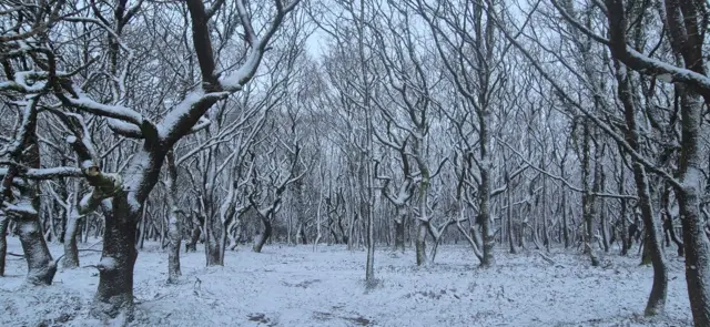 A woodland covered in snow. All the trees are bare of leaves and the ground is white, with the branches of the trees also covered in snow.