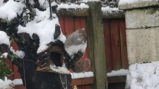 A squirrel munches on a nut outside a squirrel box attached to a snow covered tree.