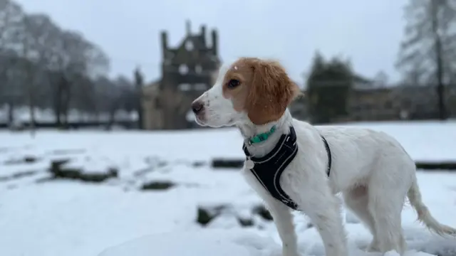 A white and orange cocker spaniel puppy stands in the snow with a ruined abbey behind her.