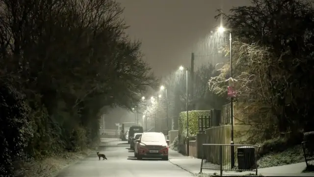 A fox looks back at the camera on a residential street. It is stood in the middle of the road, amid untouched snow, which can be seen falling heavily against the streetlights.