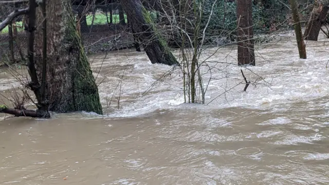 Floodwater surrounds trees