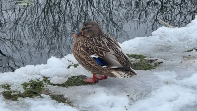 A duck looks out over a river while stood on a bank covered in snow.