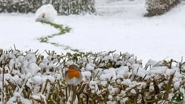 A robin sat on a bush, covered in snow. In the background is a snowy field, with a trail leading to a giant snowball.