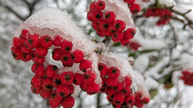 A close up of red berries covered in snow.