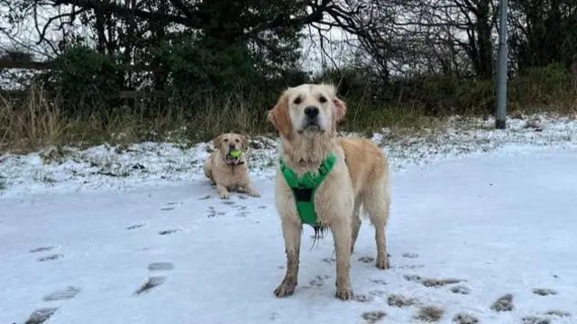 Two dogs, one clutching a yellow tennis ball in its mouth, pose for a photograph at a snow-covered athletics track