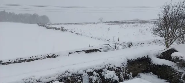 Snow covered fields and trees