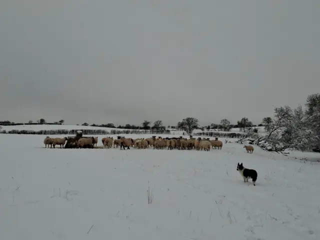 A black and white collie in a snowy field with a large flock of sheep beyond