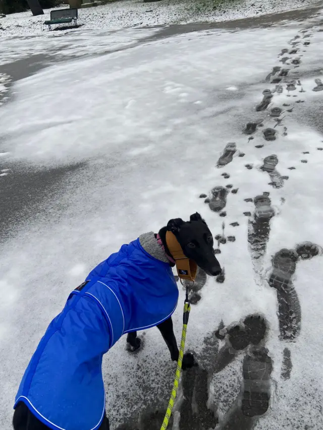 A black greyhound in a coat in the snow.